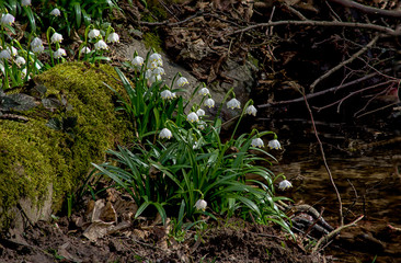 Spring snowflakes (Leucojum vernum) in bloom in Chlebsky brook valley (Údolí Chlébského potoka), Czech Republic