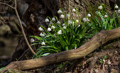 Spring snowflakes (Leucojum vernum) in bloom in Chlebsky brook valley (Údolí Chlébského potoka), Czech Republic