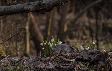 Spring snowflakes (Leucojum vernum) in bloom in Chlebsky brook valley (Údolí Chlébského potoka), Czech Republic