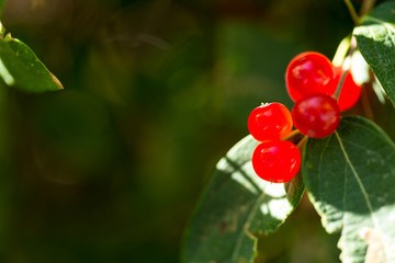 Bright red berries with green leaves and dark background