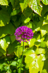 one plant  of the allium species