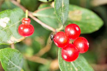 Orange and black bug on bright red berries