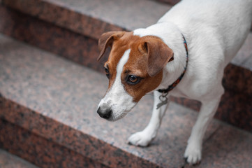 cute red obedient dog jack russell terrier is making trick on red marble stairs