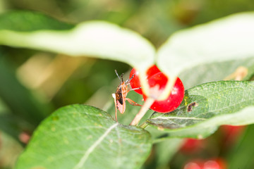 Orange and black bug on bright red berries