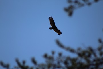 Bird Over Tree