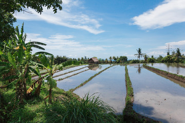 Obraz premium Paddy field under blue sky in Bali