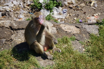 mono comiendo
