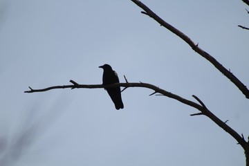 bird on branch