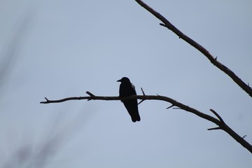 bird sitting on a branch