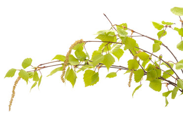 Birch branches with leaves.