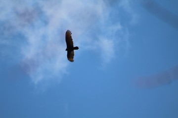 bird in sky