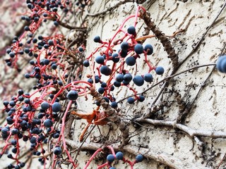  wild grapes on the wall
