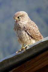 Junger Turmfalke, falco tinnunculus