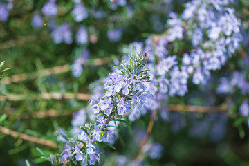 Beautiful blooming of rosemary on sunny day, close up