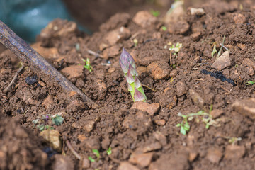 Asparagus sprout harvesting close up
