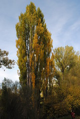 Poplar in autumn - populus alba