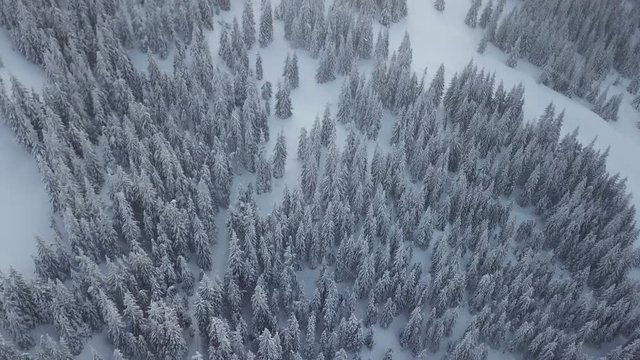 Aerial drone view of mountain winter forest. Flying rom above Trees Covered with Snow.