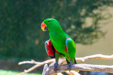 Beautiful green (male) eclectus parrot bird sitting on a branch. Bali island, Indonesia.