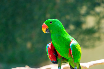 Beautiful green (male) eclectus parrot bird sitting on a branch. Bali island, Indonesia.