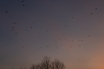 Flock of birds against the sky