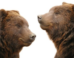 Two brown bears. Close-up portraits. Bears are isolated on a white background, pattern for design.