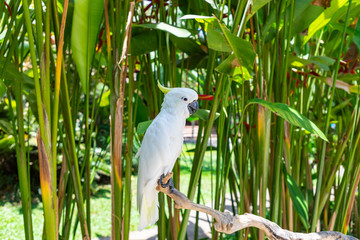Beautiful white Cockatoo, Sulphur crested Cockatoo. Bali island, Indonesia