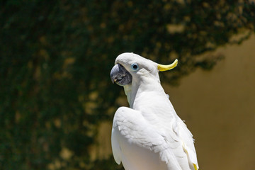 Beautiful white Cockatoo, Sulphur crested Cockatoo. Bali island, Indonesia
