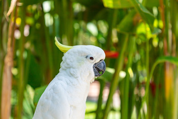 Beautiful white Cockatoo, Sulphur crested Cockatoo. Bali island, Indonesia