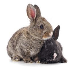 Two beautiful rabbits.