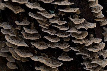 large group of tinder mushrooms grows on a dead tree