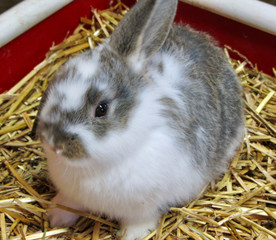Small white and gray bunny rabbit  resting on hay
