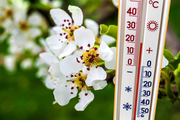 The thermometer on the background of a branch of a tree with white flowers shows a temperature of 20 degrees heat_