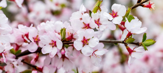 Fototapeta na wymiar Apricot branch with pink flowers in spring garden_