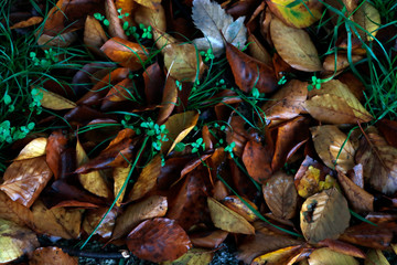 Autumn in an urban park