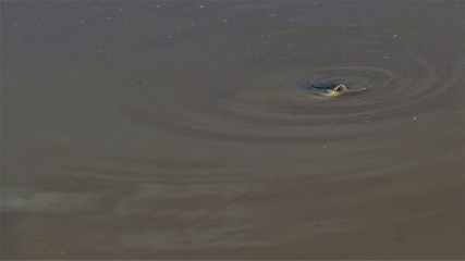 Golden carp in grey water