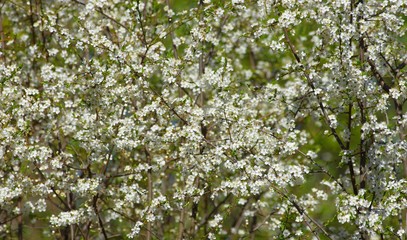 Spring blossom in Estonia during spring season