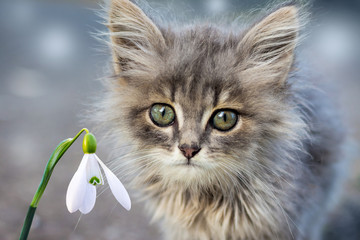 A small gray fluffy kitten near a white snowdrop_