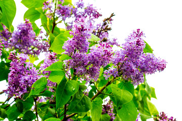 Fototapeta na wymiar Lilac bush with purple flowers on a light background_