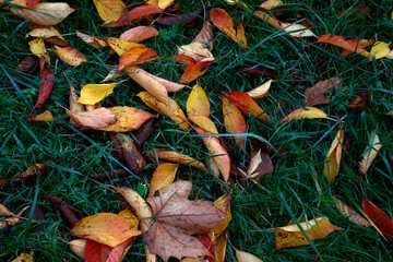 Autumn in an urban park