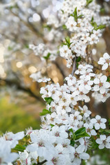 Cherry tree flowers, cherry tree blossom at spring
