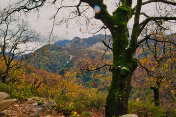 The magical forest of the Aspromonte National Park.