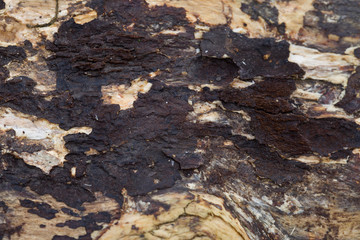 rotten old wood, textured background top view. Abstract background.