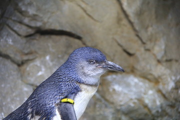 意外と目付きが怖いフェアリーペンギン