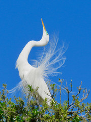 White snowy egret with beak pointed toward the sky