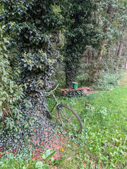 Vintage bicycle and bucket in the garden