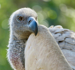 Vulture closeup looking mean and nasty