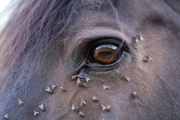 Pferd hat viele Fliegen am Auge, Insekten Abwehr