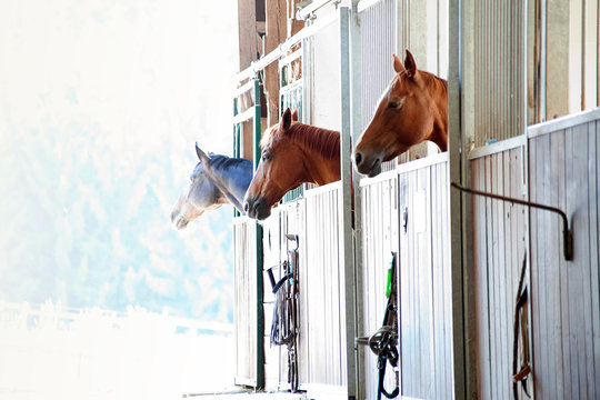 Pferde schauen im Stall aus der Box
