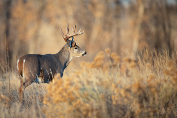 Big Buck in Field