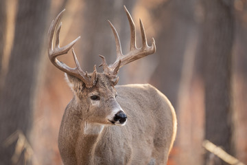 Big Rack Buck